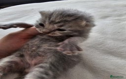 British Shorthair cats for sale: ♥️ GCCF British Shorthair Kittens ♥️ - Image 7