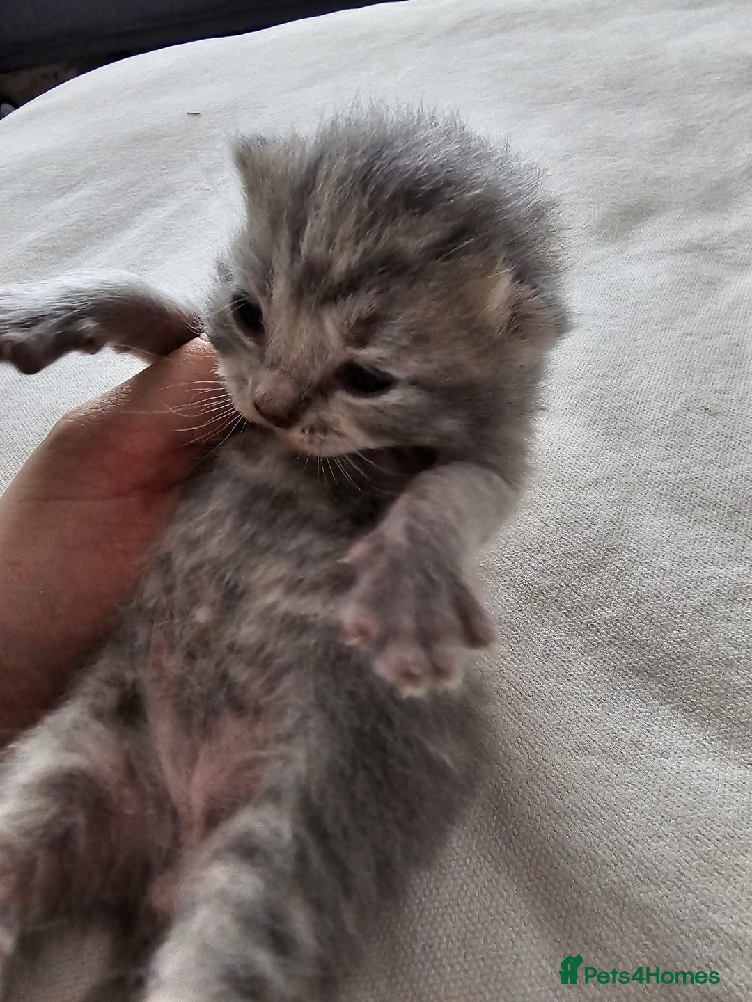 British Shorthair cats for sale: ♥️ GCCF British Shorthair Kittens ♥️ - Image 7