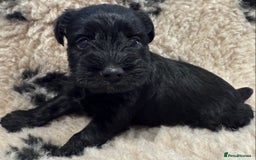 Miniature Schnauzer dogs for sale: Miniature schnauzers pups - Image 7