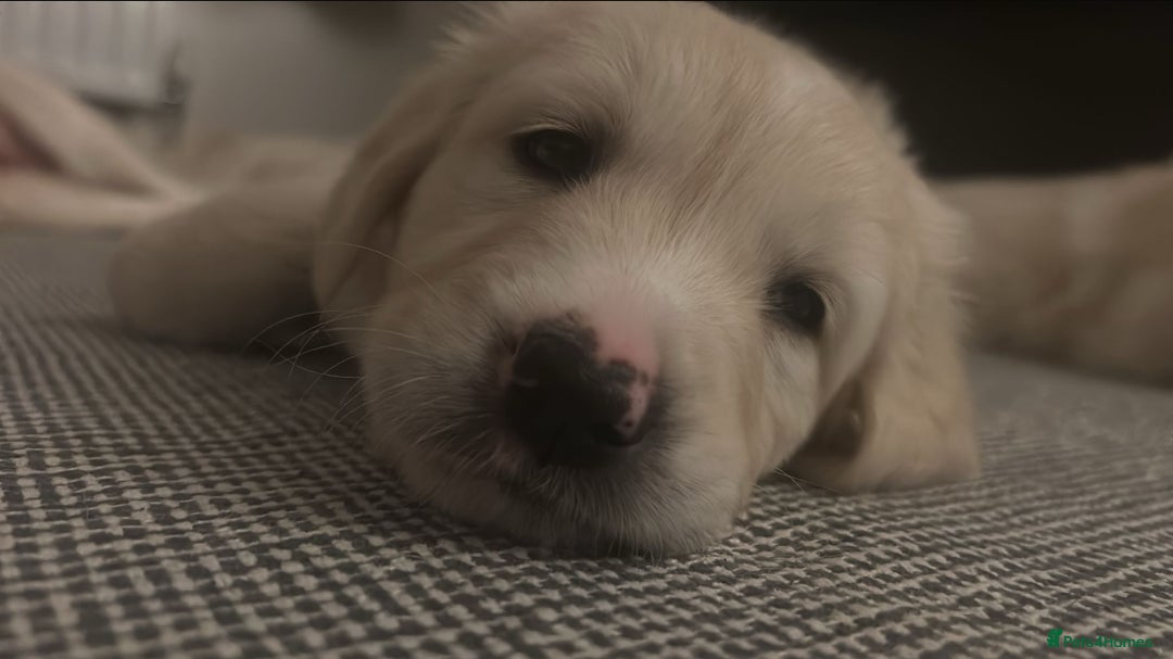 Golden Retriever dogs for sale: Golden retriever puppies  - Image 6