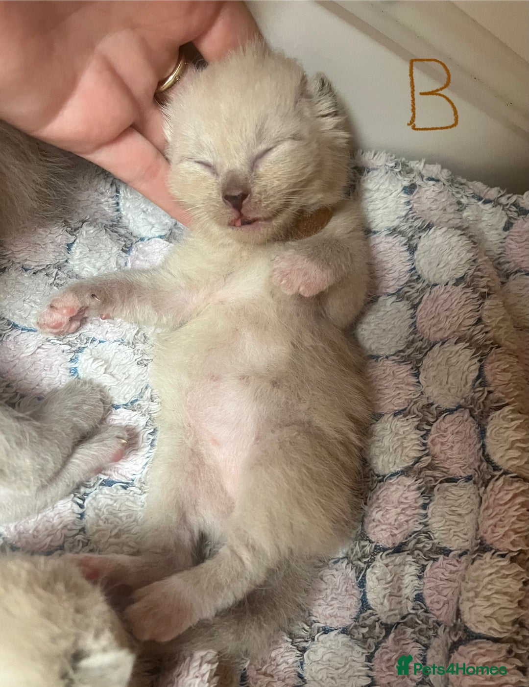 Ragdoll cats for sale: Ragdoll X Sphynx kittens  - Image 8