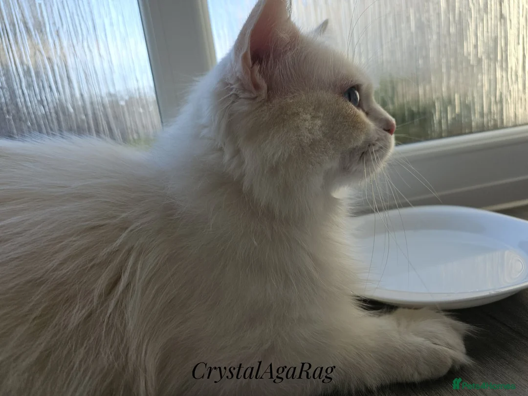 Ragdoll cats for sale: Outstanding TICA Registered Ragdoll Stud Male - Advert 2