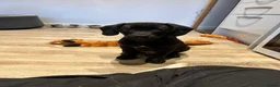 Mixed Breed dogs for sale: 9 week old cocker cross staffy  - Advert 3