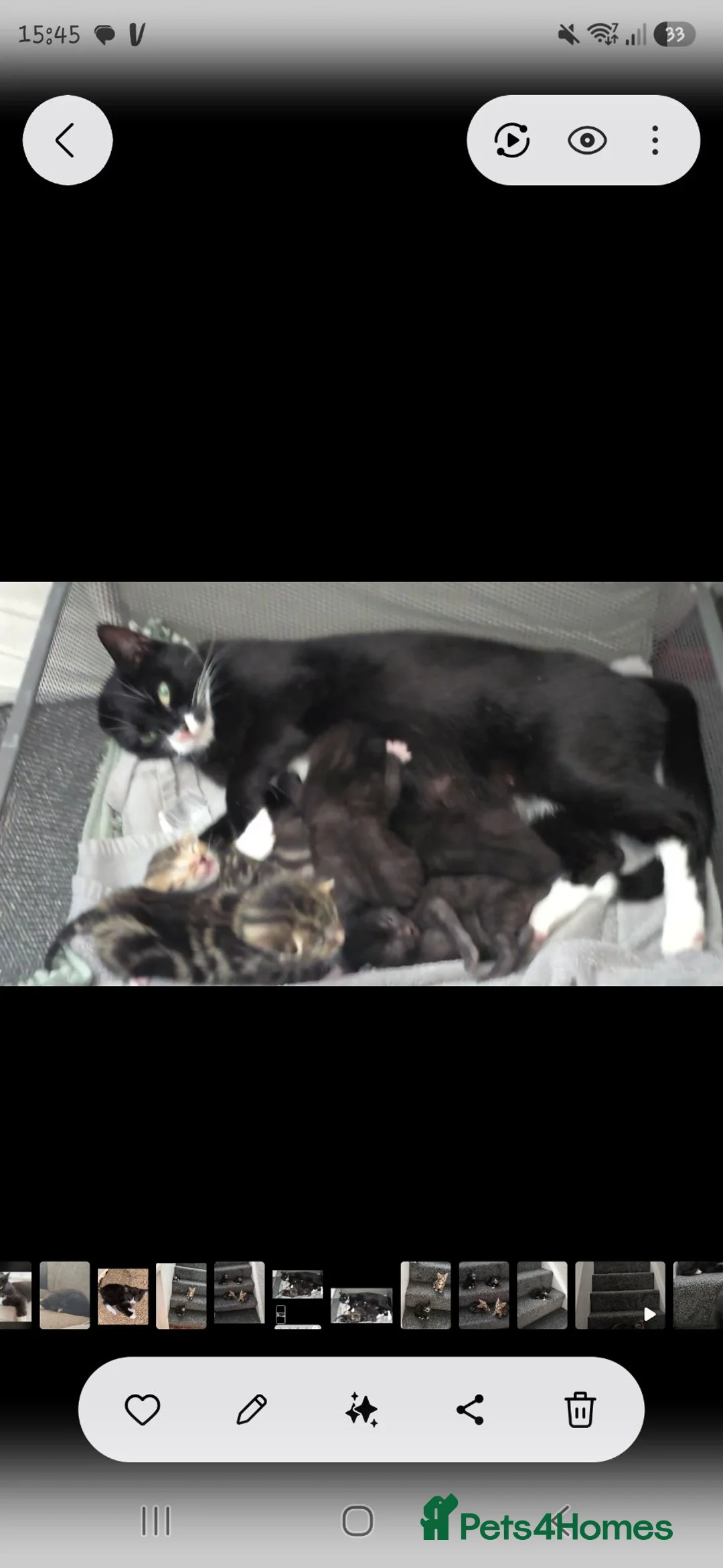 Domestic Shorthair cats for sale: Gorgeous male kittens  - Advert 5