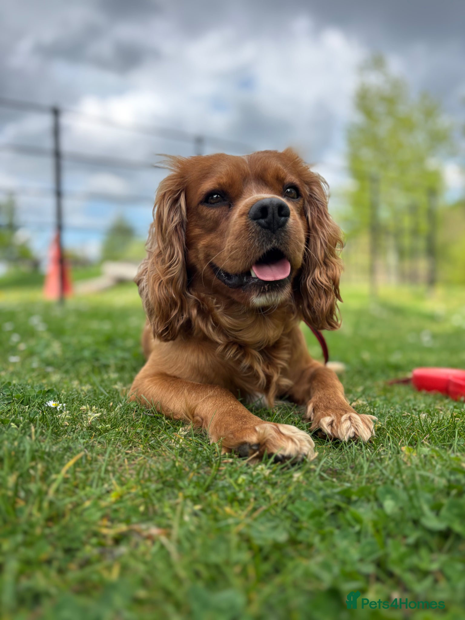 Cavalier King Charles Spaniel dogs Cavalier King Charles Spaniel for stud  - Advert 2