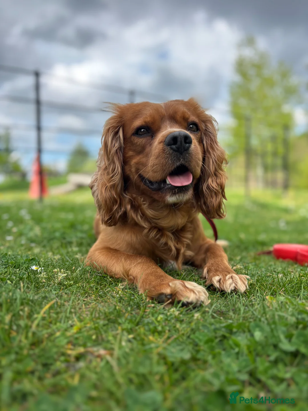 Cavalier King Charles Spaniel dogs for stud: Cavalier King Charles Spaniel for stud  - Advert 1