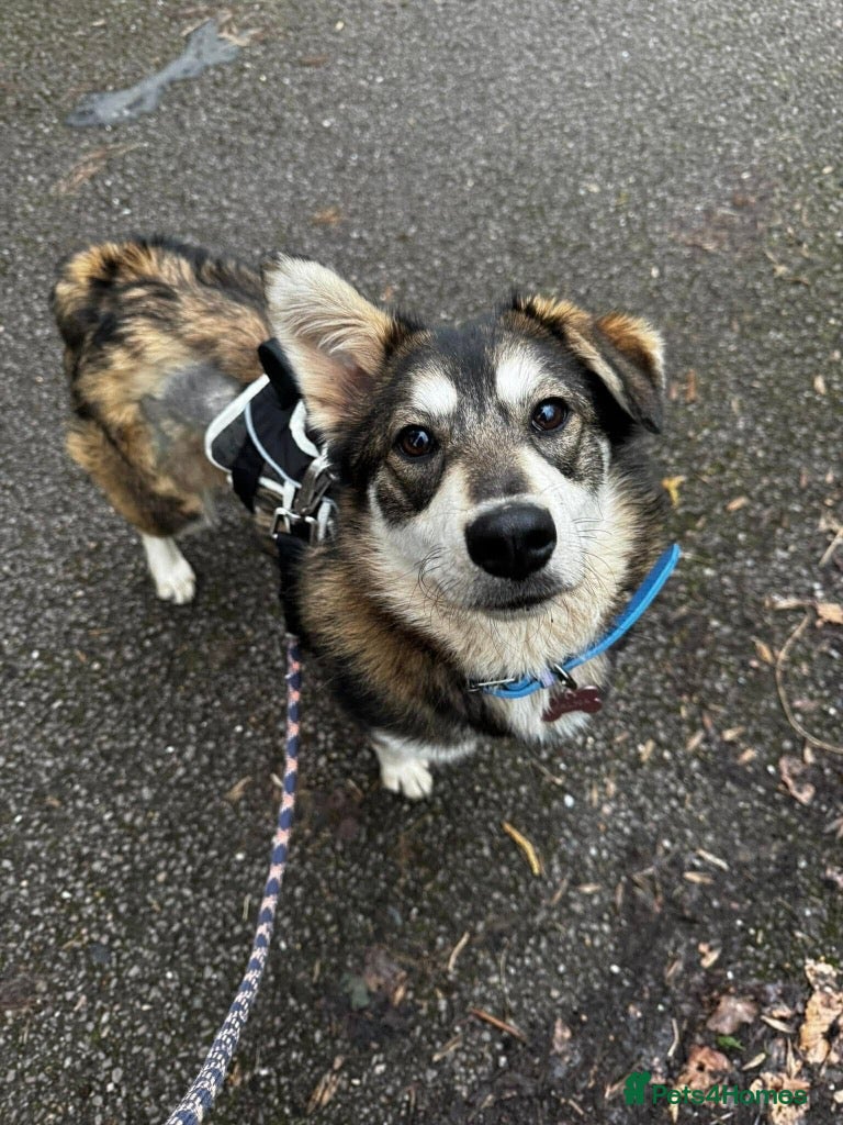 Mixed Breed dogs Meet Maddy, currently residing in Saltford - Advert 3