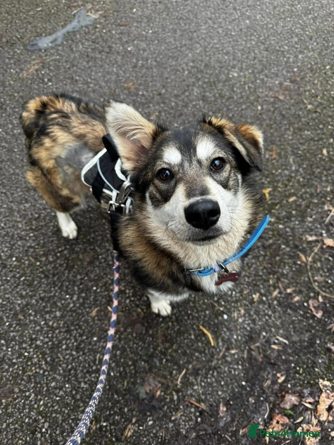 Mixed Breed dogs for adoption: Meet Maddy, currently residing in Saltford in Bristol - Advert 1