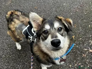 Mixed Breed dogs Meet Maddy, currently residing in Saltford - Advert 3