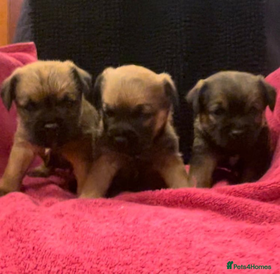 Border Terrier dogs for sale: Beautiful Border Puppies - Advert 1