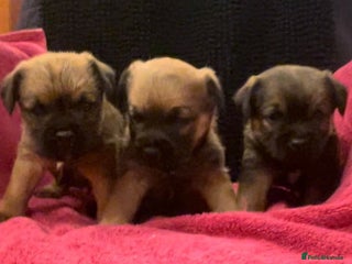 Border Terrier dogs Beautiful Border Puppies - Advert 2