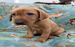 Labrador Retriever dogs for sale: KC Registered Labrador Puppies - Call  **  - Image 16