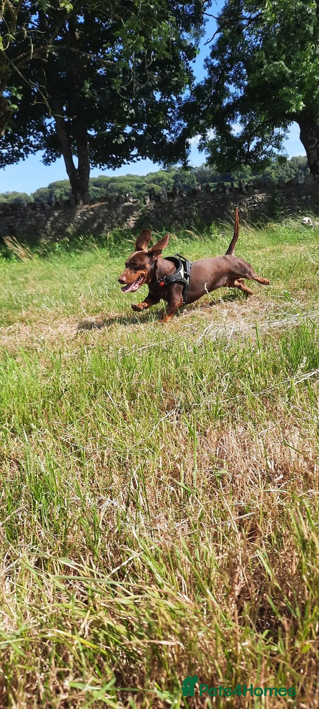 Miniature Dachshund dogs for stud: Chocolate and Tan Smooth Coat STUD  in Pontypridd - Advert 9