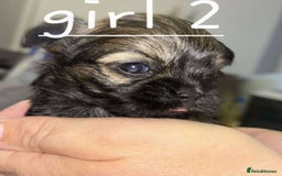 Shih Tzu dogs for sale: 5 stunning shihtzus - Advert 3