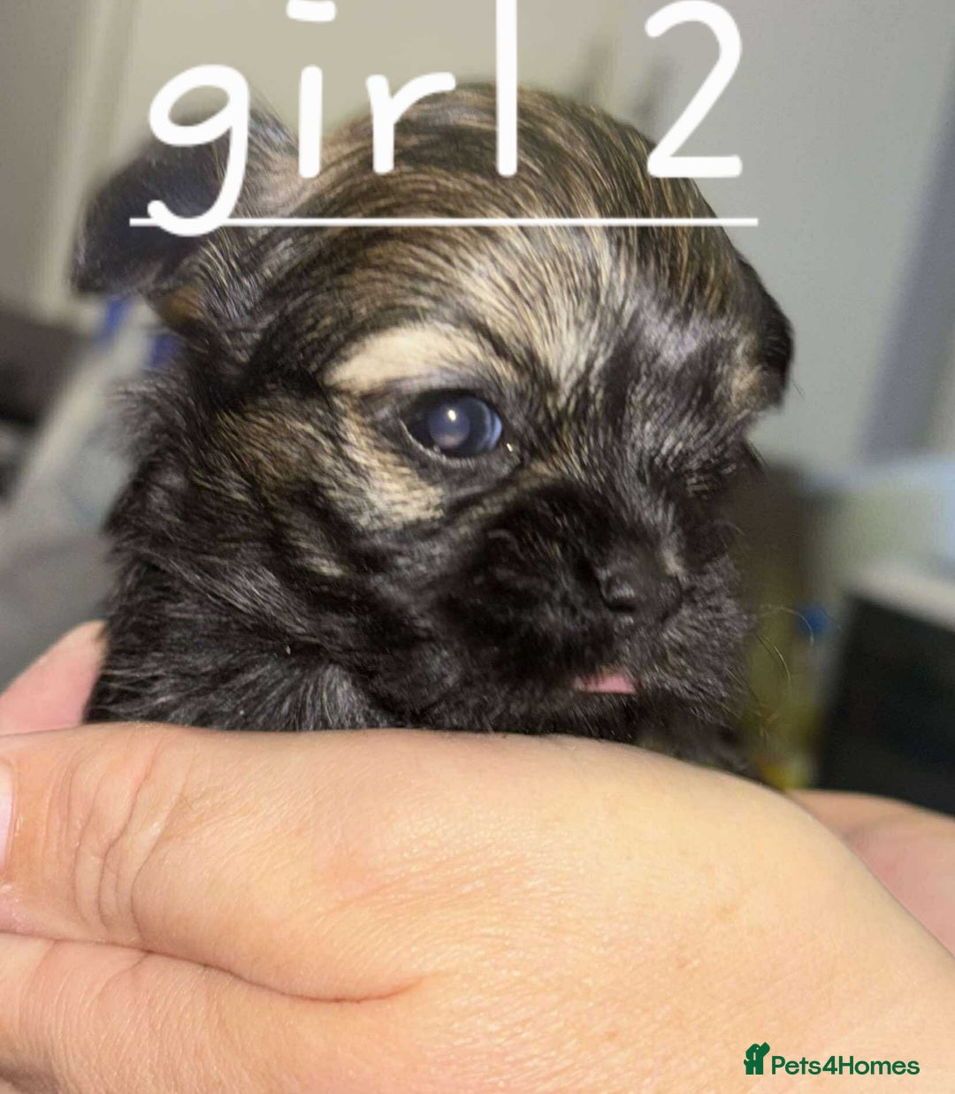 Shih Tzu dogs for sale: 5 stunning shihtzus - Advert 3