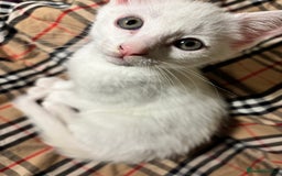 Mixed Breed cats for sale: MIXED BREED TURKISH ANGORA MALE FOR SALE😍 - Image 1