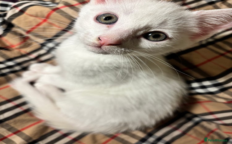Mixed Breed cats - Advert 1