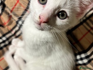 Mixed Breed cats - Advert 29