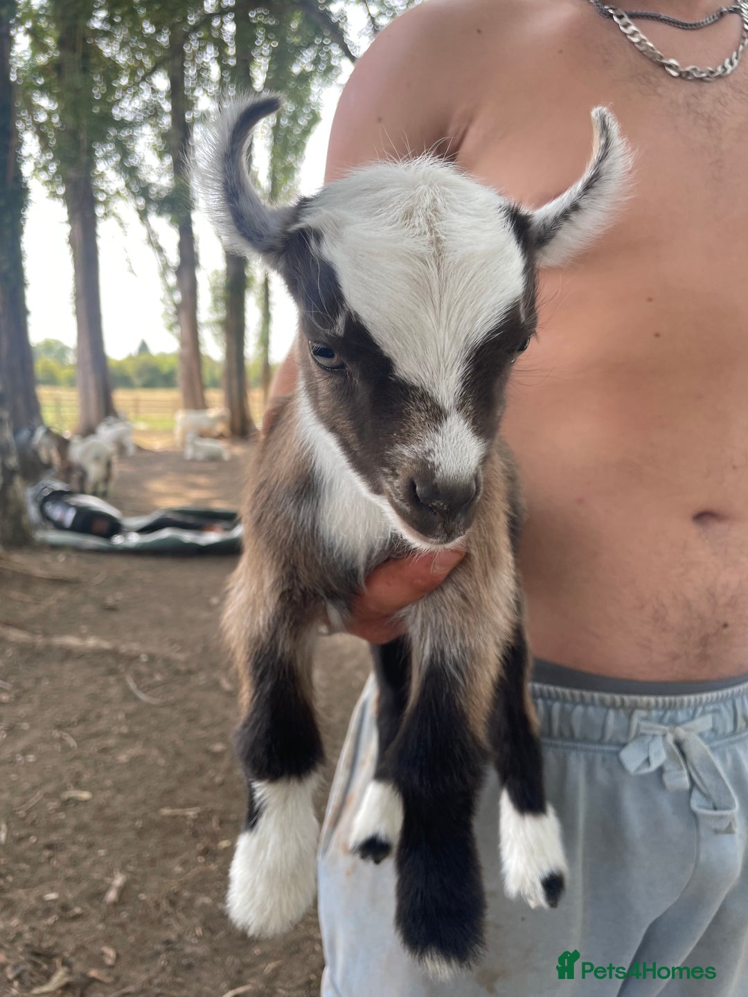 Goats livestock for sale: Pygmy goats - Image 5