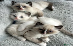 Ragdoll cats for sale: Ragdoll - Ready now - Image 8
