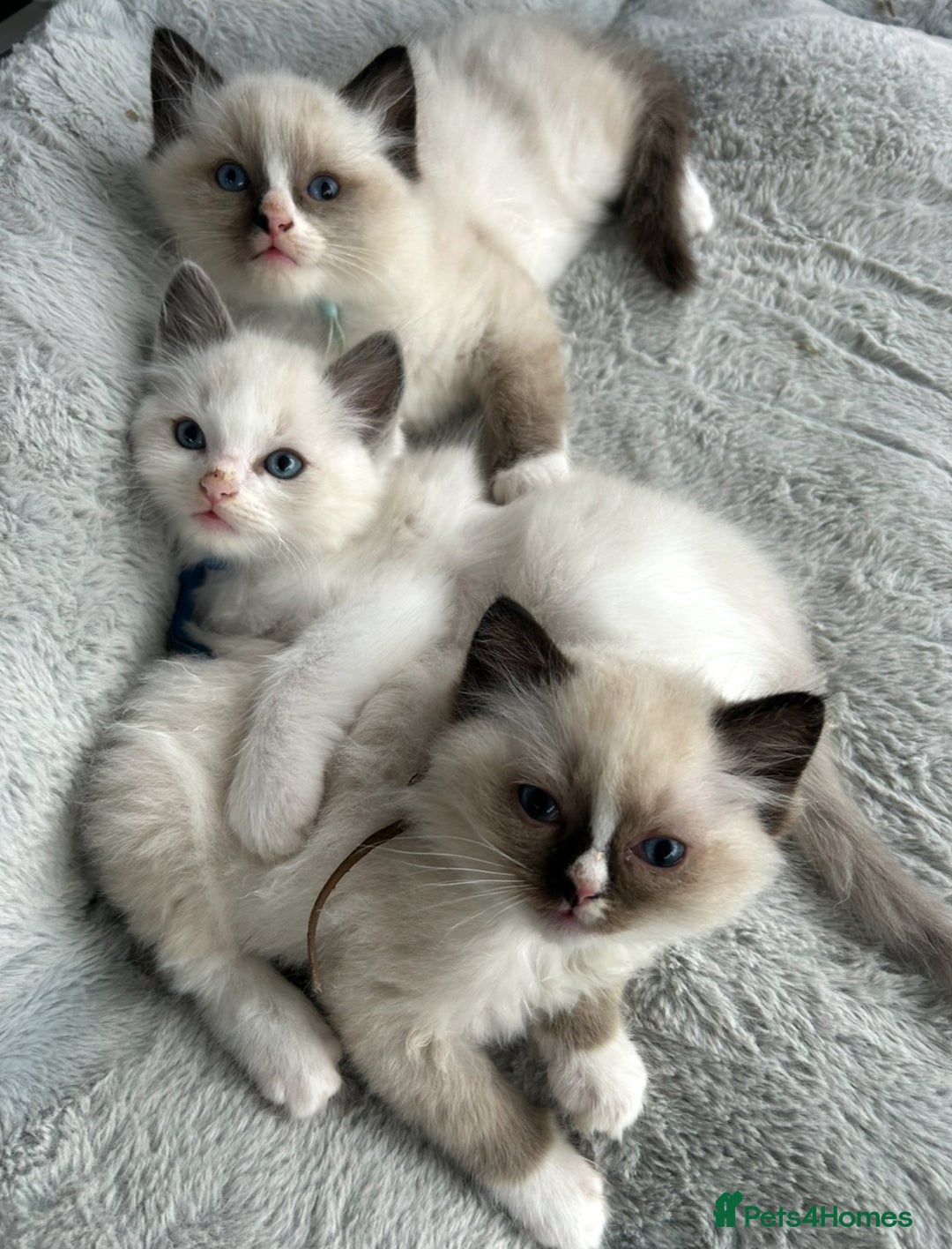 Ragdoll cats for sale: Ragdoll - Ready now - Image 8