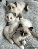 Ragdoll cats - Advert 3