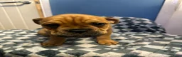 Dorset Olde Tyme Bulldogge dogs for sale: READY TO LEAVE olde tyme bulldogs puppies  - Advert 29