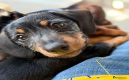 Miniature Dachshund dogs for sale: 2 Short hair and 1 wire hair girl dachshunds - Image 13