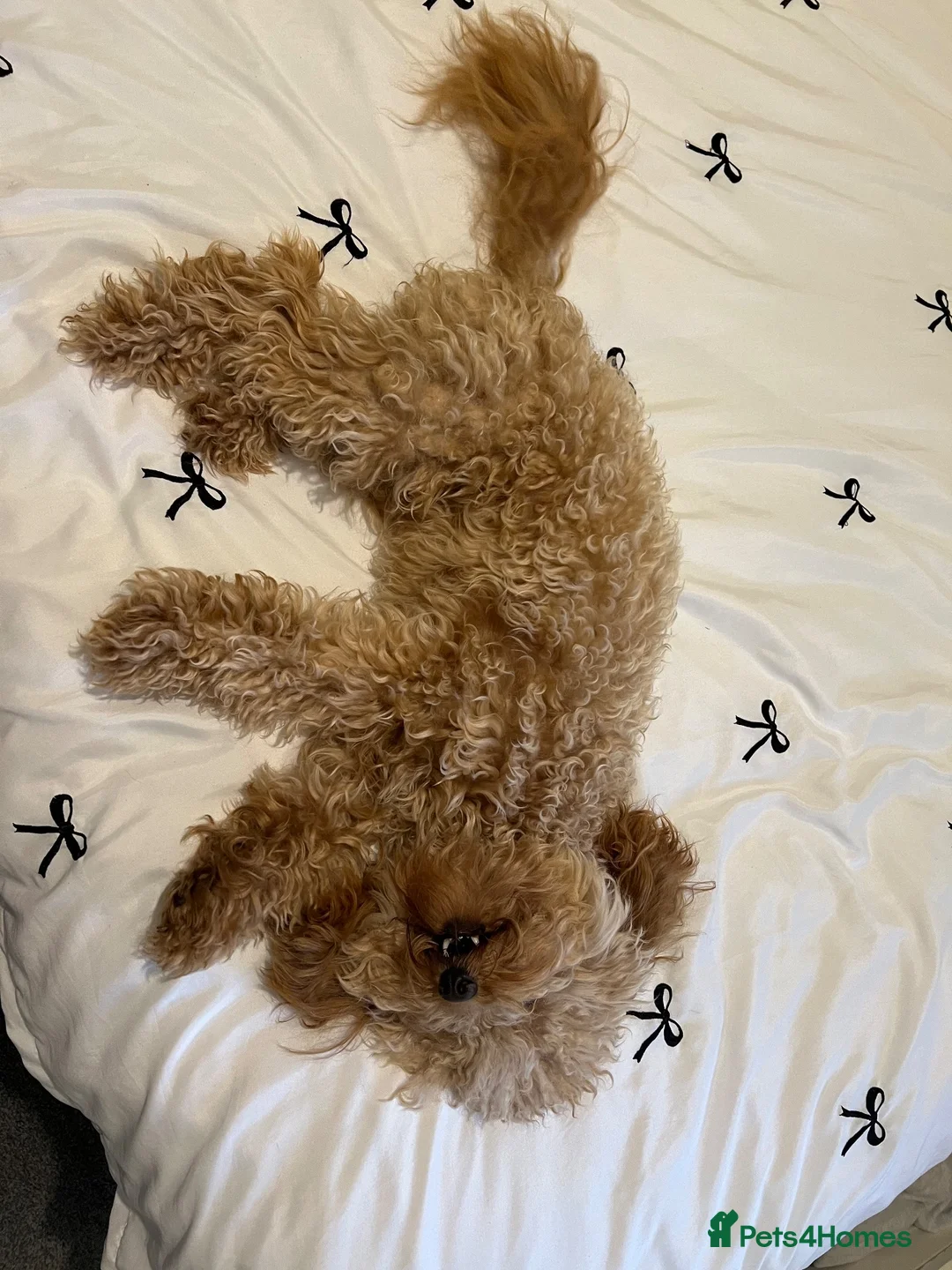 Cockapoo dogs for sale: 1 year old miniature cockapoo female in Swadlincote - Advert 4