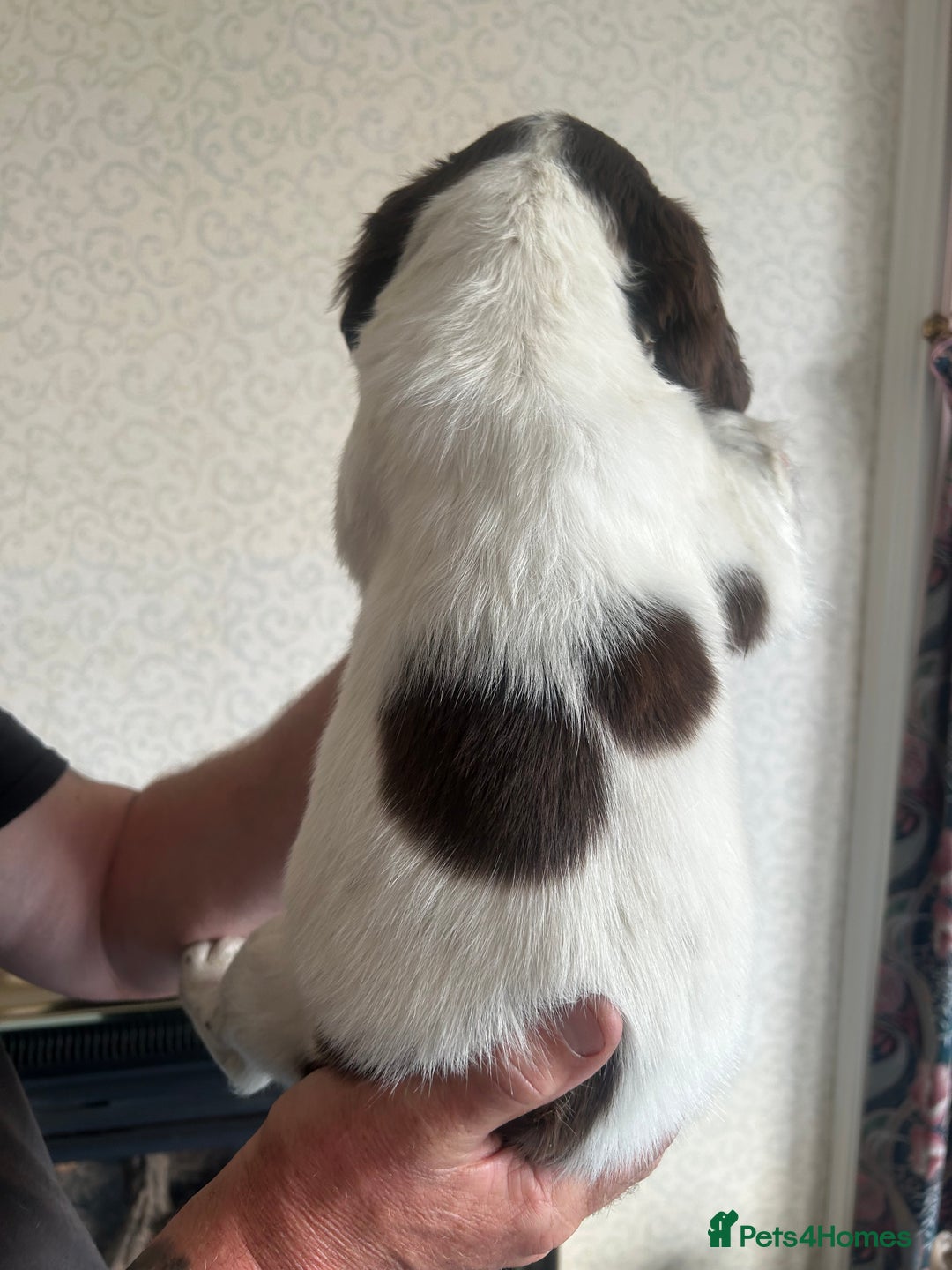 English Springer Spaniel dogs for sale: Springer Spaniel Puppies  - Image 5
