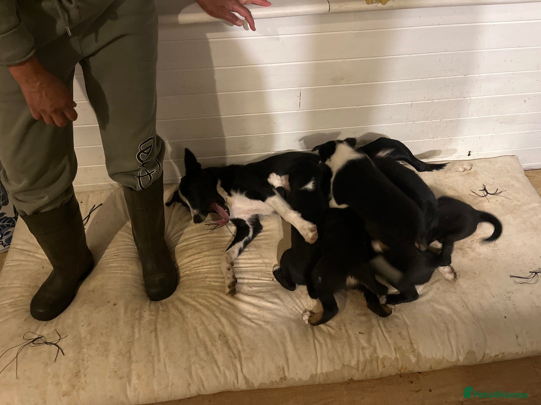 Smooth Collie dogs for sale: Collie x kelpie pups - Image 5