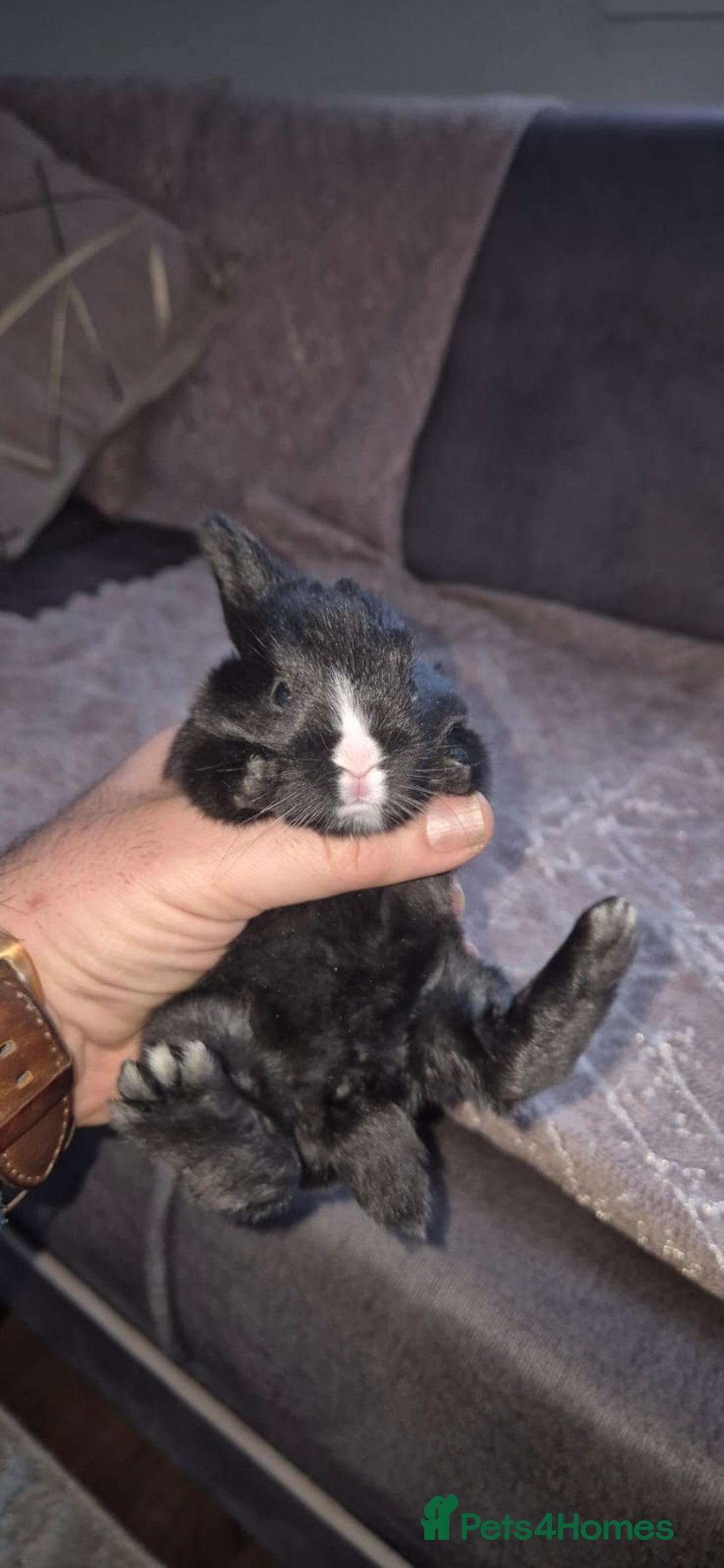 Tri Coloured Dutch rabbits for sale: They are 22 days old and mix Dutch and Rex  - Advert 21