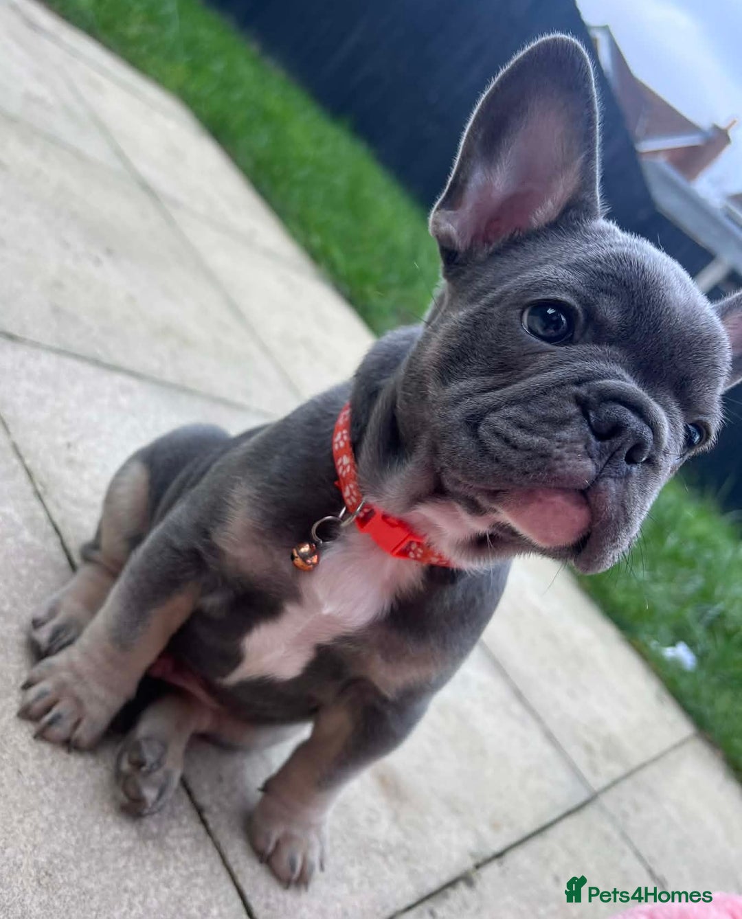 French Bulldog dogs for sale: Last 1 of litter - Advert 5