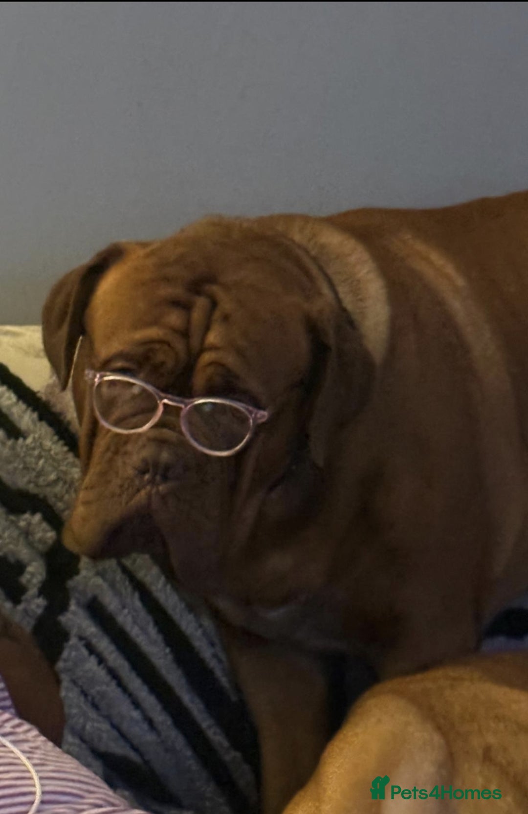 Dogue De Bordeaux dogs for stud: Dougie for Stud - Advert 5