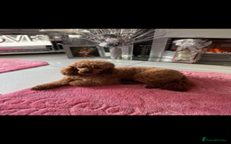 Mixed Breed dogs for sale: final reduction to find forever home  - Image 13