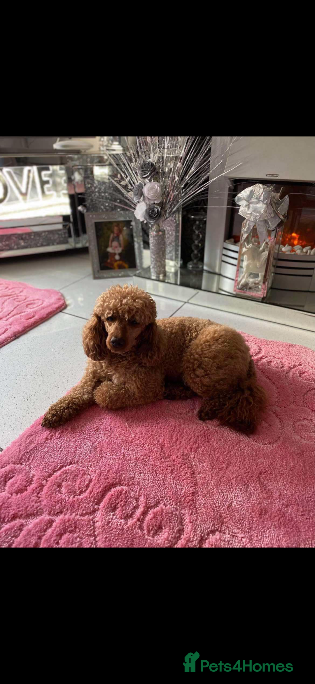 Mixed Breed dogs for sale: final reduction to find forever home  - Image 13