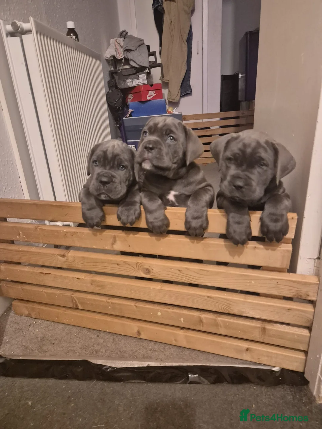 Cane Corso dogs for sale: Stunning Blue Cane Corso (blue) - Advert 10