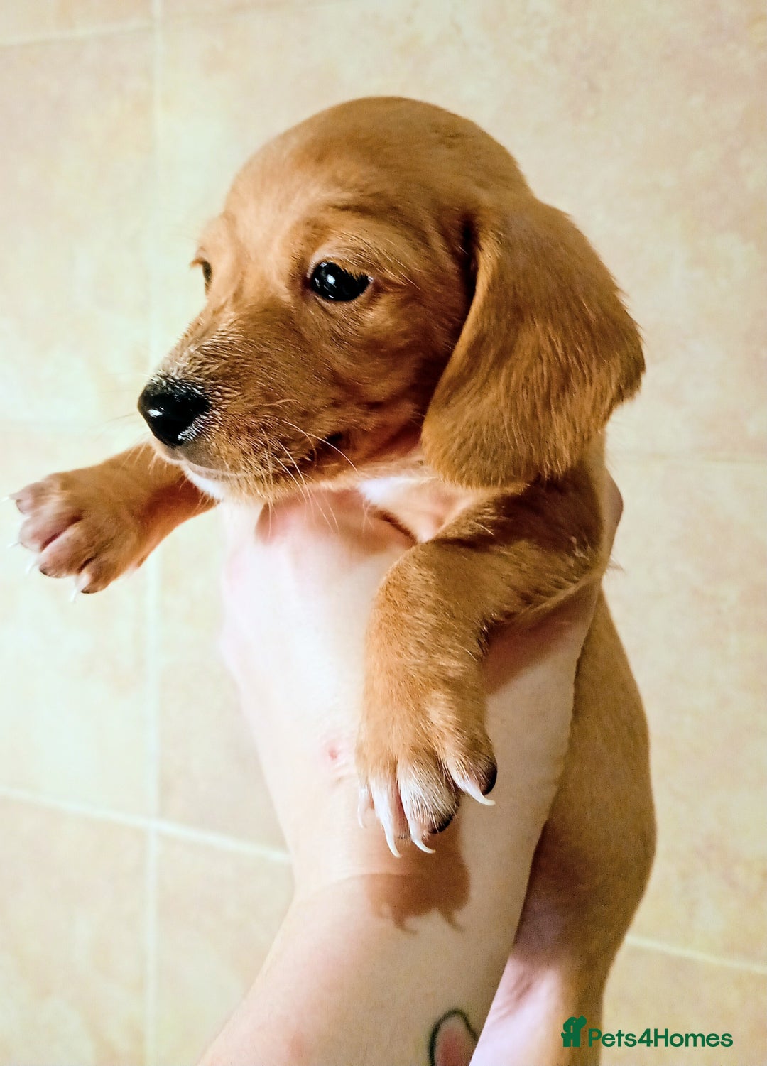 Miniature Dachshund dogs for sale: Miniature Dachshund puppies  - Advert 9