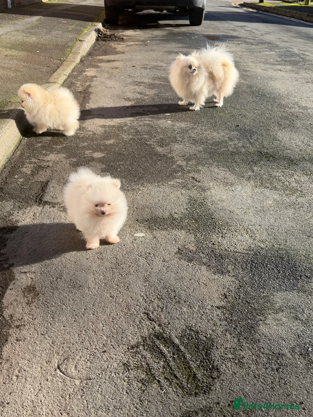 Pomeranian dogs for sale: Beautiful Purebred Pomeranian Puppies - Advert 11