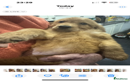 Golden Retriever dogs for sale: KC health checked outstanding temperaments  - Advert 4