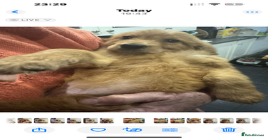 Golden Retriever dogs - Advert 5