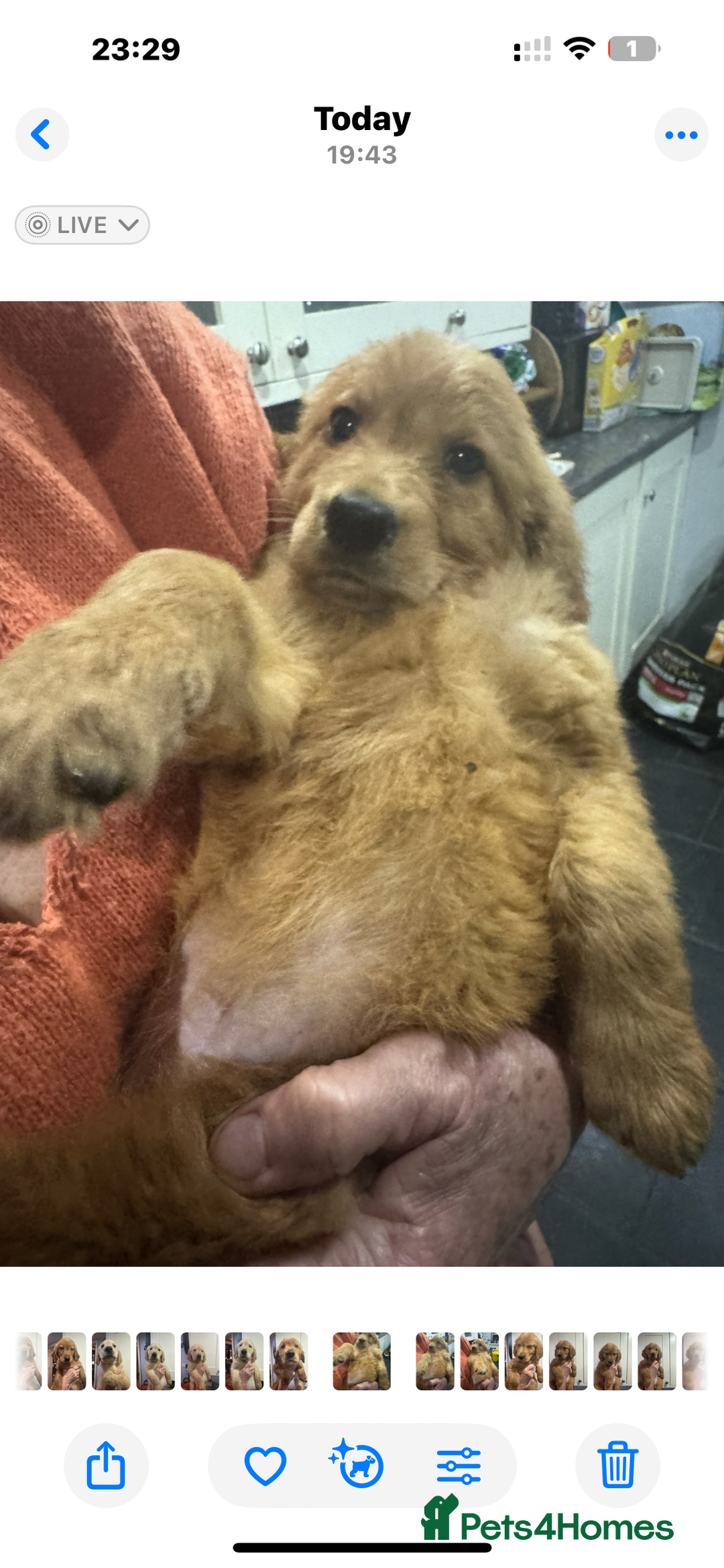Golden Retriever dogs for sale: KC health checked outstanding temperaments  - Advert 4