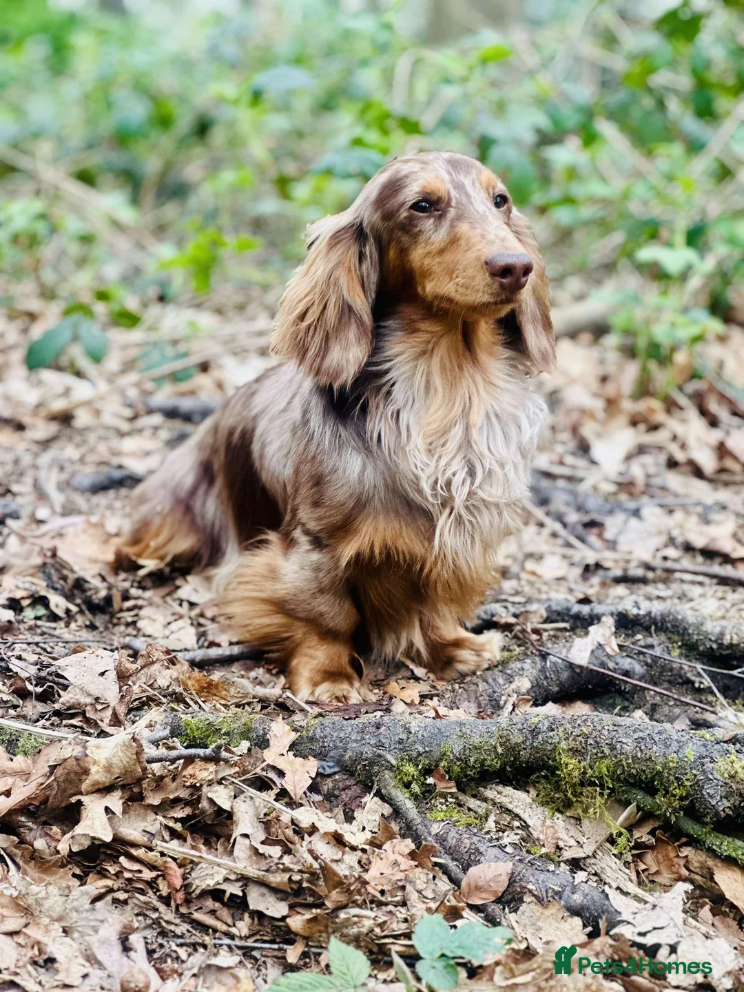 Dachshund dogs for stud: Long haired dachshund stud boys  in Leeds - Advert 18