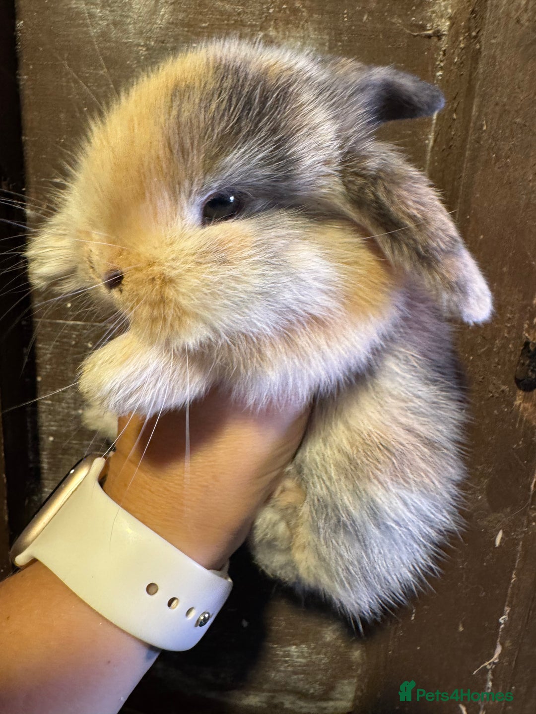 Mini Lop rabbits for sale: Pure bred min lop Babies  - Image 8
