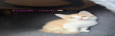Sandy🪷