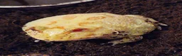 Frog reptiles for sale: Pacman frogs in Gillingham - Advert 2