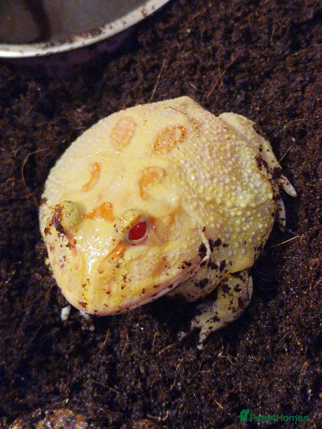 Frog reptiles for sale: Pacman frogs in Gillingham - Advert 2