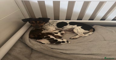 Jack Russell dogs - Advert 1