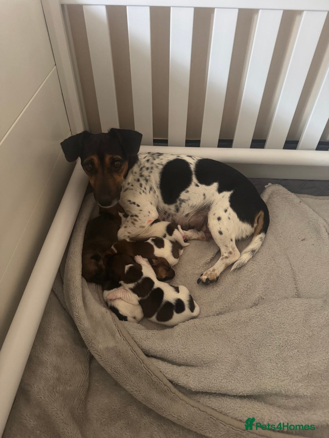 Jack Russell dogs for sale: 5 Jack Russel Puppies - Image 1