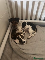 Jack Russell dogs - Advert 1